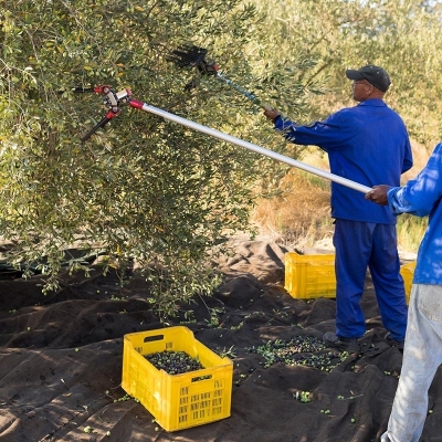Zeytin Ağacına Dair 9 Gerçek